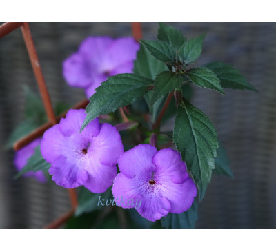 Ахіменес Purple triumph